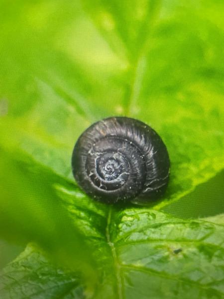 Hairy snail (Trochulus hispidus)